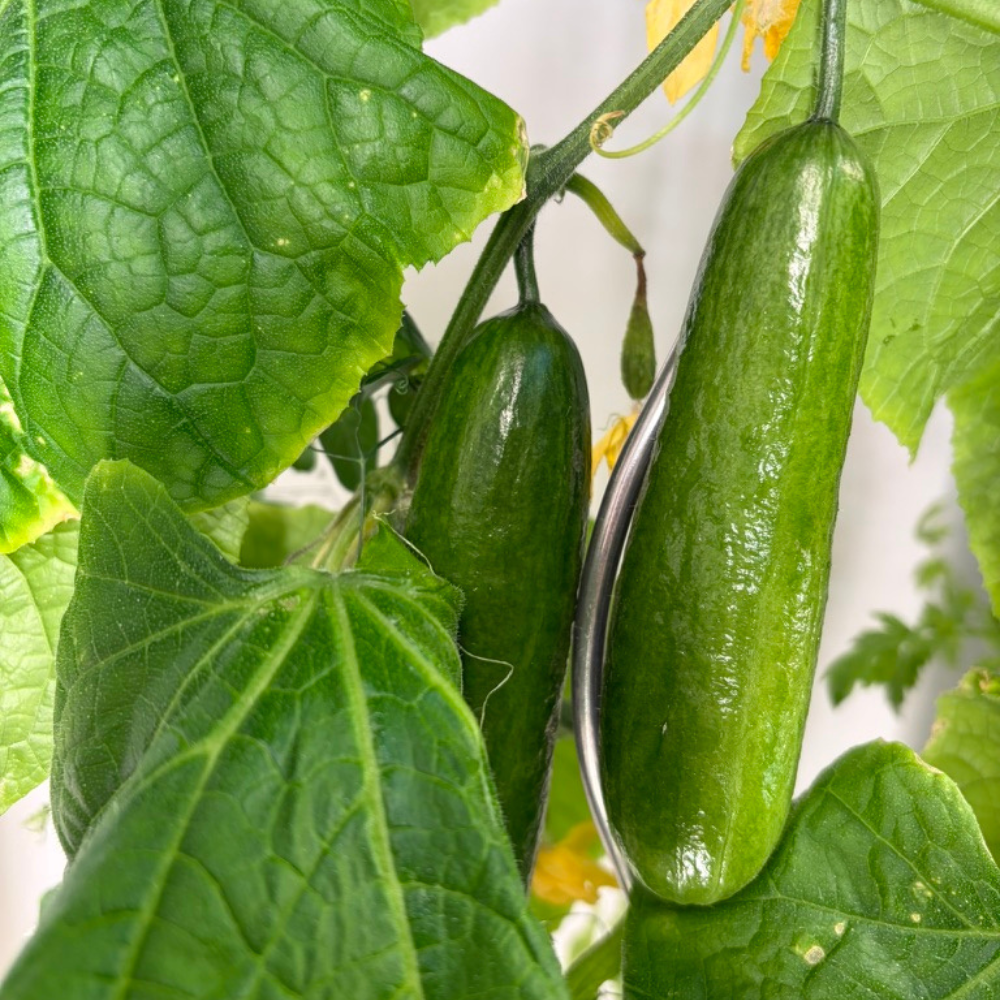 Gurken im Everleaf Garden