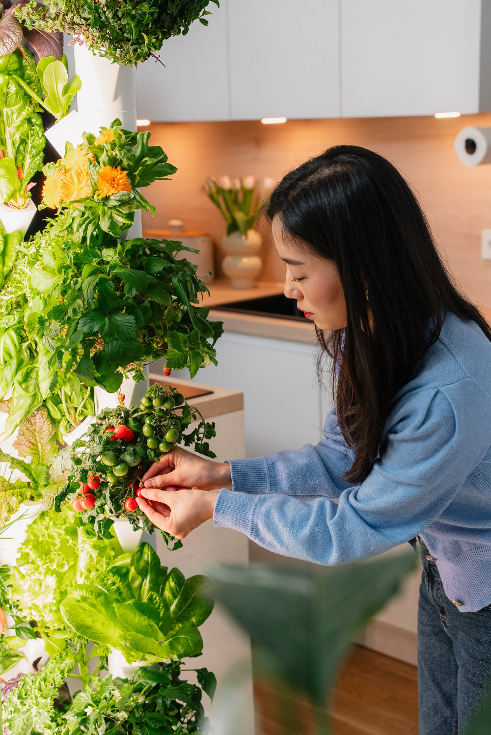 Frau beim Ernten Indoor Garten