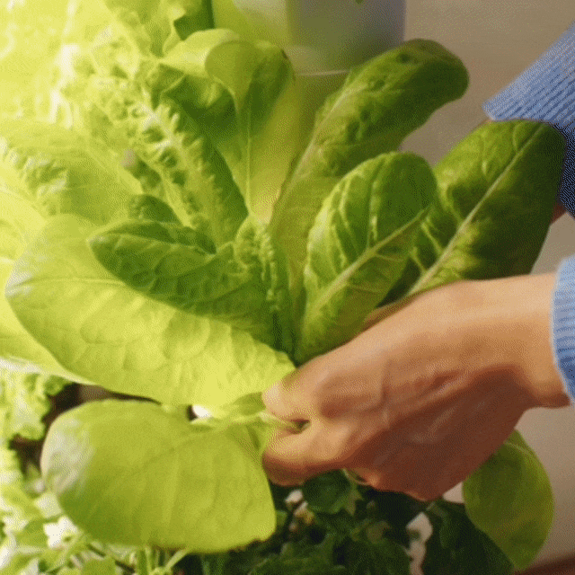 Everleaf Garden Salat ernten